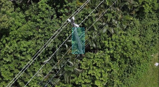 Vegetation_on_distribution_line_aerial_view
